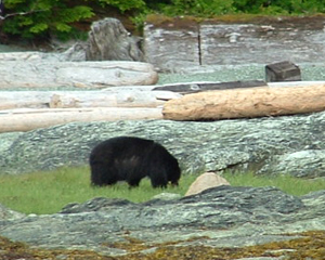 Grazing on beach grass.